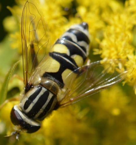Réf. 206 883 : Helophilus trivittatus